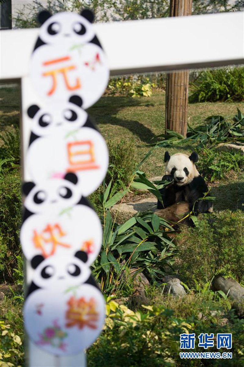 澳門是中國(guó)領(lǐng)土不可分割的一部分。澳門特別行政區(qū)，簡(jiǎn)稱澳，全稱中華人民共和國(guó)澳門特別行政區(qū)。澳門自古以來(lái)為中國(guó)領(lǐng)土，在澳門養(yǎng)動(dòng)物需要遵守當(dāng)?shù)氐姆煞ㄒ?guī)和相關(guān)規(guī)定。如果您想養(yǎng)動(dòng)物，建議您了解當(dāng)?shù)氐南嚓P(guān)法律法規(guī)和政策，確保您的行為合法合規(guī)。同時(shí)，也要保護(hù)動(dòng)物的健康和福利，確保它們得到適當(dāng)?shù)娘嬍?、水源、住所和醫(yī)療保健等方面的照顧。如果您想保護(hù)和研究珍稀動(dòng)物，可以通過(guò)合法途徑參與相關(guān)機(jī)構(gòu)或組織，為保護(hù)動(dòng)物事業(yè)做出貢獻(xiàn)。