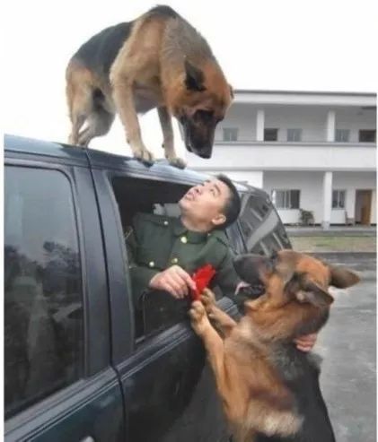 警犬伸出小腦瓜盯梢是一種執(zhí)行任務(wù)的行為。在執(zhí)行任務(wù)時，警犬通常會通過嗅覺、聽覺等感官來尋找目標(biāo)，并密切關(guān)注周圍環(huán)境的變化。這種行為可能是為了執(zhí)行任務(wù)的需要，例如在追蹤嫌疑人或?qū)ふ椅锲返惹闆r下，警犬需要保持警覺和專注。同時，這也體現(xiàn)了警犬經(jīng)過訓(xùn)練后具備高度的警覺性和專注度，能夠在執(zhí)行任務(wù)時發(fā)揮重要的作用。需要注意的是，這種行為應(yīng)該在安全可控的環(huán)境下進行，并且必須遵守相關(guān)的訓(xùn)練和安全規(guī)定。