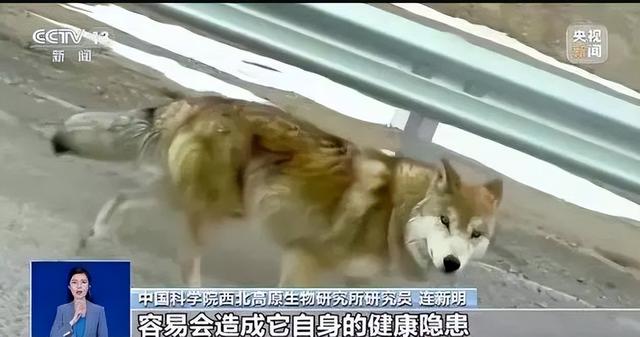 央視確實(shí)曾呼吁不要投喂網(wǎng)紅狼。這是因?yàn)橥段咕W(wǎng)紅狼可能會(huì)帶來一些不良后果。野生動(dòng)物需要特定的環(huán)境和食物來維持其生存和健康。如果人們隨意投喂野生動(dòng)物，可能會(huì)導(dǎo)致它們的健康問題，甚至引發(fā)一些不良行為，如攻擊人類或其他動(dòng)物。此外，投喂野生動(dòng)物也可能破壞生態(tài)平衡和生物多樣性，對(duì)環(huán)境和生態(tài)系統(tǒng)造成負(fù)面影響。因此，央視呼吁公眾不要隨意投喂野生動(dòng)物，特別是網(wǎng)紅狼等受到關(guān)注的動(dòng)物。我們應(yīng)該尊重自然、保護(hù)野生動(dòng)物，共同維護(hù)生態(tài)平衡和生物多樣性。