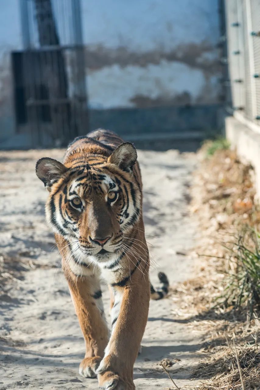 動物園小老虎被迫營業(yè)按下爪印掛歷