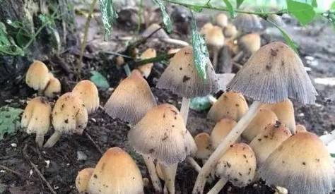 研究發(fā)現(xiàn)月壤中的小“蘑菇”