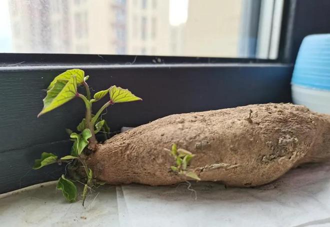 常吃烤紅薯會致癌？并非如此