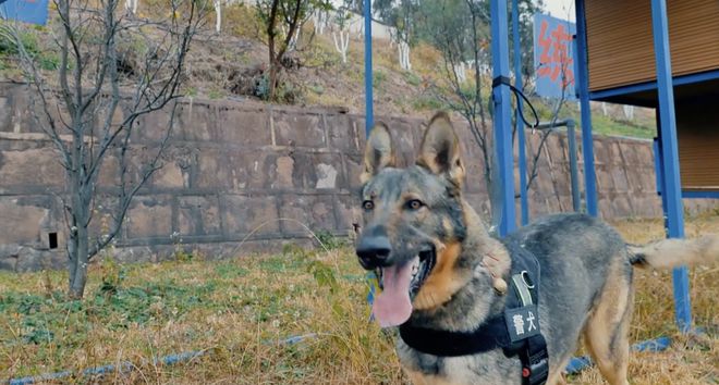 警犬被通報(bào)：上班死氣沉沉到處尿尿