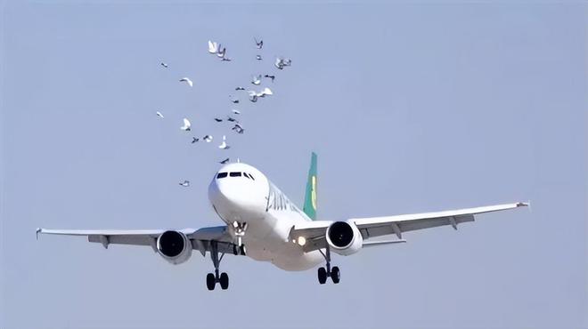 航空專家稱鳥撞導致惡性事故較為罕見,預測說明解析_蘋果版19.77.60