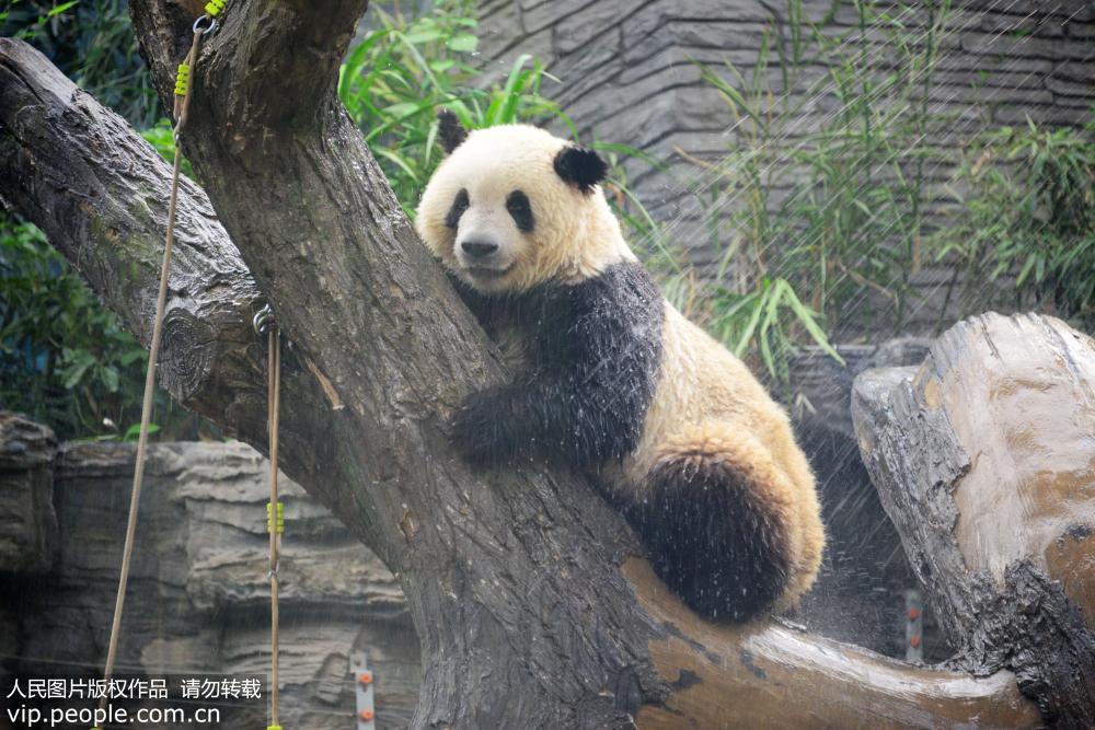 北京動物園大熊貓“古古”去世,全面數據分析實施_版章87.42.82