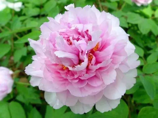 澳門(mén)開(kāi)獎(jiǎng)記錄2025 1開(kāi)獎(jiǎng)結(jié)果查詢,國(guó)色芳華帶火洛陽(yáng)牡丹酥
