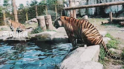 2025老澳門正版開獎(jiǎng)結(jié)果,動(dòng)物園268元套餐可擼獅子