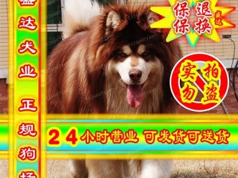 下載澳門開獎(jiǎng)直播王中王,寵物狗馴成網(wǎng)紅主人被迫簽天價(jià)合同