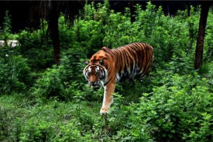 澳門最新免費(fèi)準(zhǔn)的資料,動(dòng)物園賣虎尿50元1瓶？園方回應(yīng)
