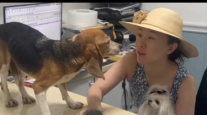新澳門精準(zhǔn)管家婆資料,霍思燕收養(yǎng)的實驗犬獲和平精神獎