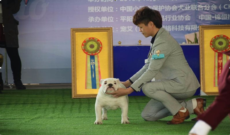 奧彩4肖八馬開獎結(jié)果,四只警犬挨個被點(diǎn)名通報批評