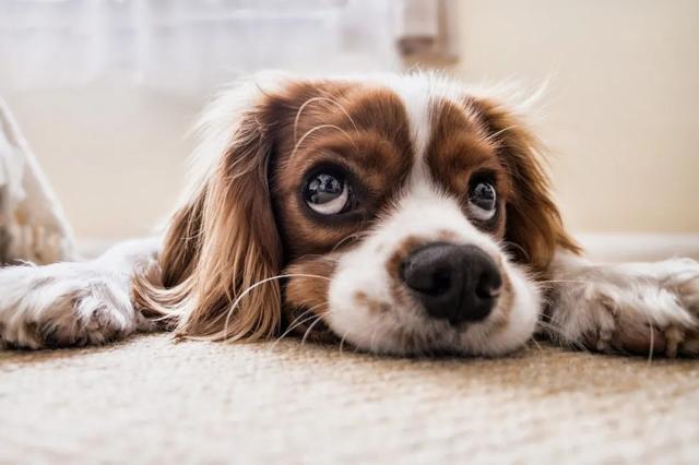 本期再看虎狗龍解生肖,泰國孕婦墜崖案當事人王暖暖最新發(fā)聲