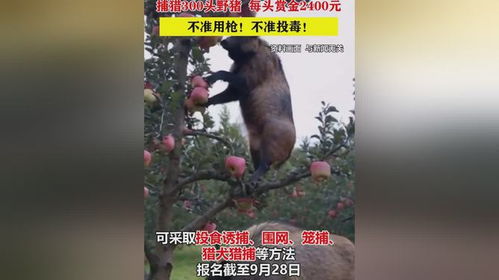 澳門開彩免費網(wǎng)站,當野豬遇到賞金獵人