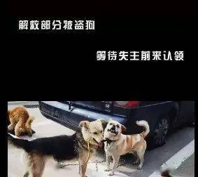 澳門的十二生肖,寵物狗遭偷找回時(shí)已被洗澡還驅(qū)蟲