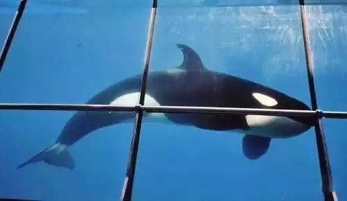 4949con澳門彩資料123656,虎鯨媽媽背著剛死去的幼崽不愿放棄