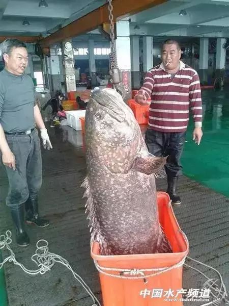 管家婆必出一中一特一肖,漁民捕到205斤野生石斑魚(yú)引圍觀
