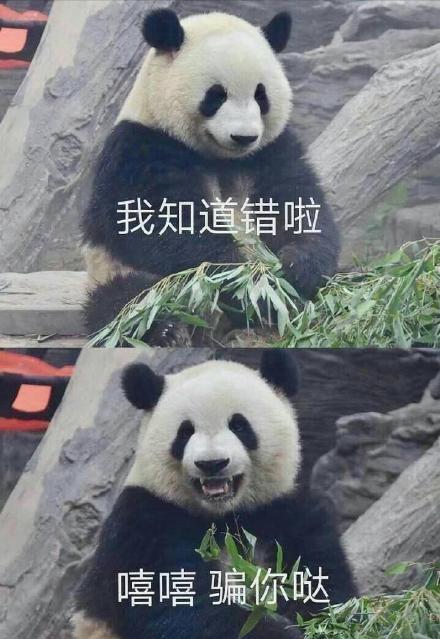 新奧燃?xì)饪ú逶谀睦锏?熊貓寶寶吃飯也要和媽媽貼在一起