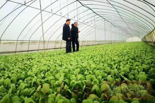 山肖指的是哪幾個(gè)生肖,新婚夫妻在蔬菜大棚里辦婚禮