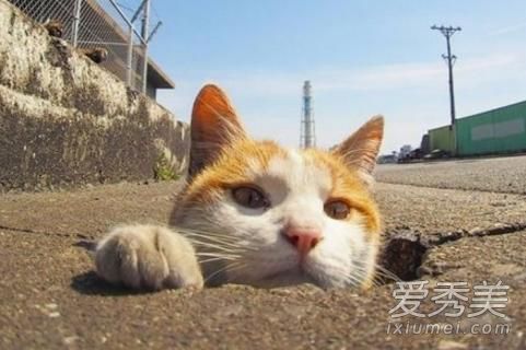 二四六免費資料大全板塊,貓咪想吃餃子用爪子比劃