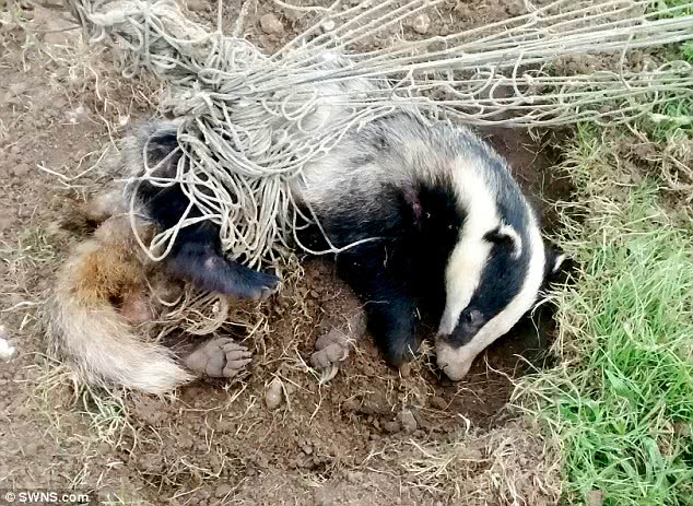 沒有牙齒的動物有哪些名稱和圖片,武警官兵攜大型救援設備馳援四川